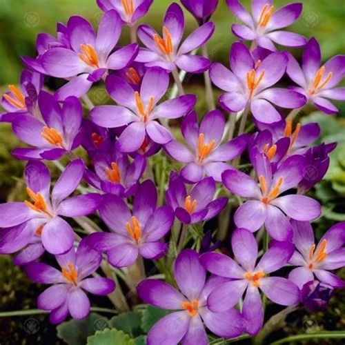 Barrs Purple